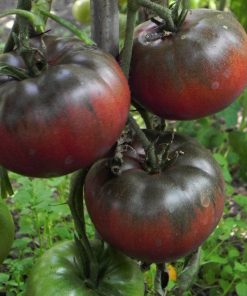Tomate Noir de Crimée