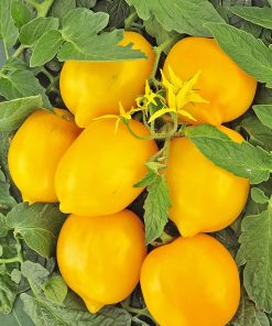 Tomate Lemon Liana La Merveille du monde