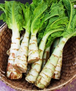Asperge Celtuce