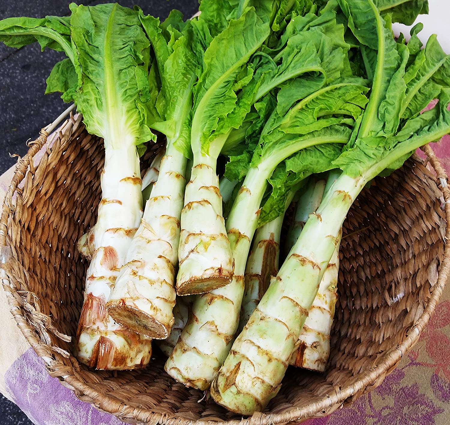 Asperge Celtuce