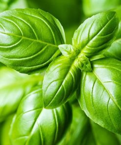 Basilic Grandes Feuilles