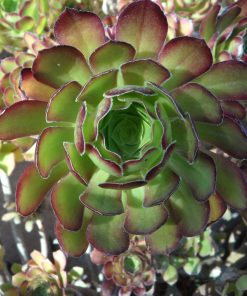Aeonium Mix