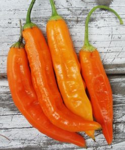 Piment Aji Amarillo Orange