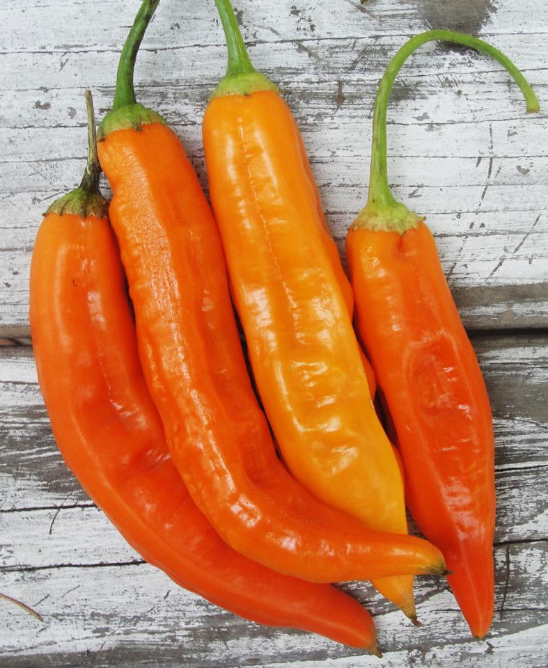 Piment Aji Amarillo Orange