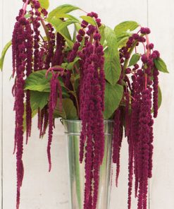 Amaranthus Love-Lies-Bleeding