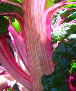 Bette à Carde Menthe Poivrée