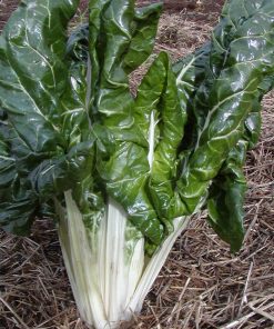 Bette à Cardes Fordhook Géant