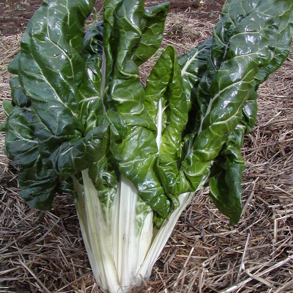 Bette à Cardes Fordhook Géant