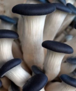 Champignon Blue Oyster