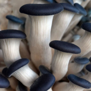 Champignon Blue Oyster