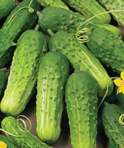 Concombre Urbain ERA F1