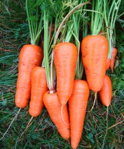 Carotte géante Shantane Royal Rouge