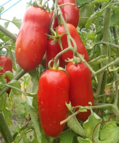 Tomate Ancienne San Marzano OG