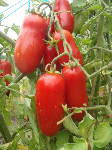 Tomate Ancienne San Marzano OG