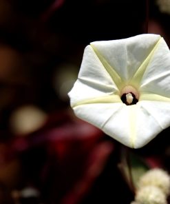 Gloire du Matin Perle Akoya