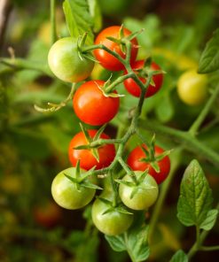  Kamatis Na Ligaw Tomate sauvage des Philippines
