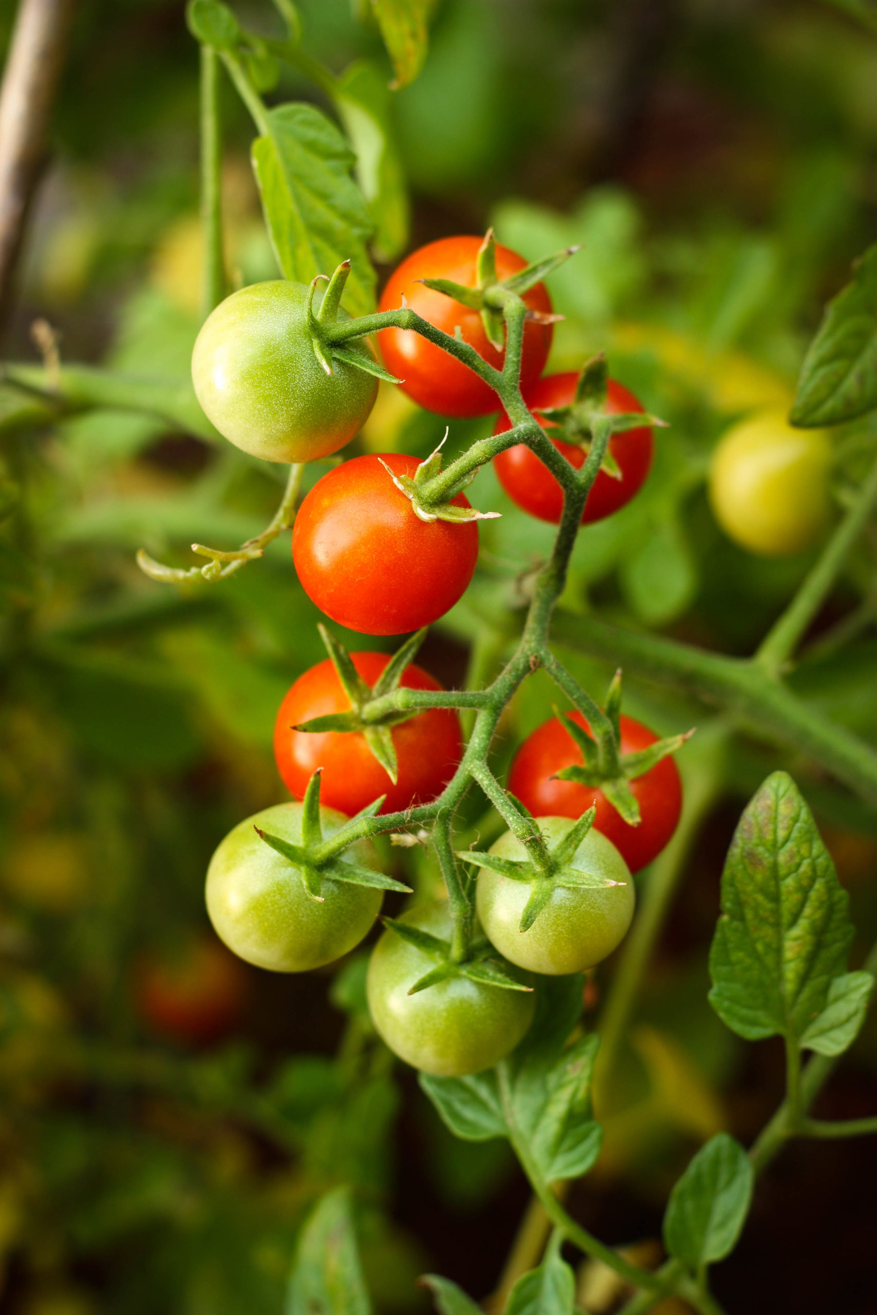 Kamatis Na Ligaw Tomate sauvage des Philippines