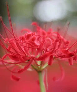Lys Mystique de l’araignée Rouge