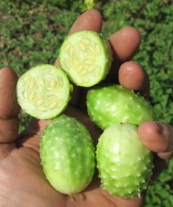 Mini Concombre Burr Gherkin de Jamaïque