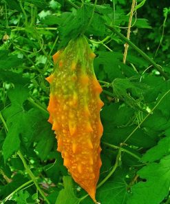 Momordica charantia