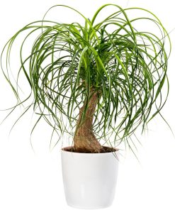 Pied d&rsquo;Éléphant (Noline recourbée)