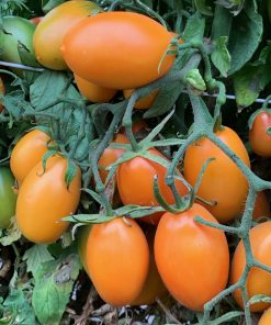 Tomate Roma Orange