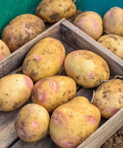 Pomme de terre Picasso