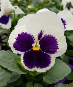 Pensée Wittrockiana Blanc et Violet