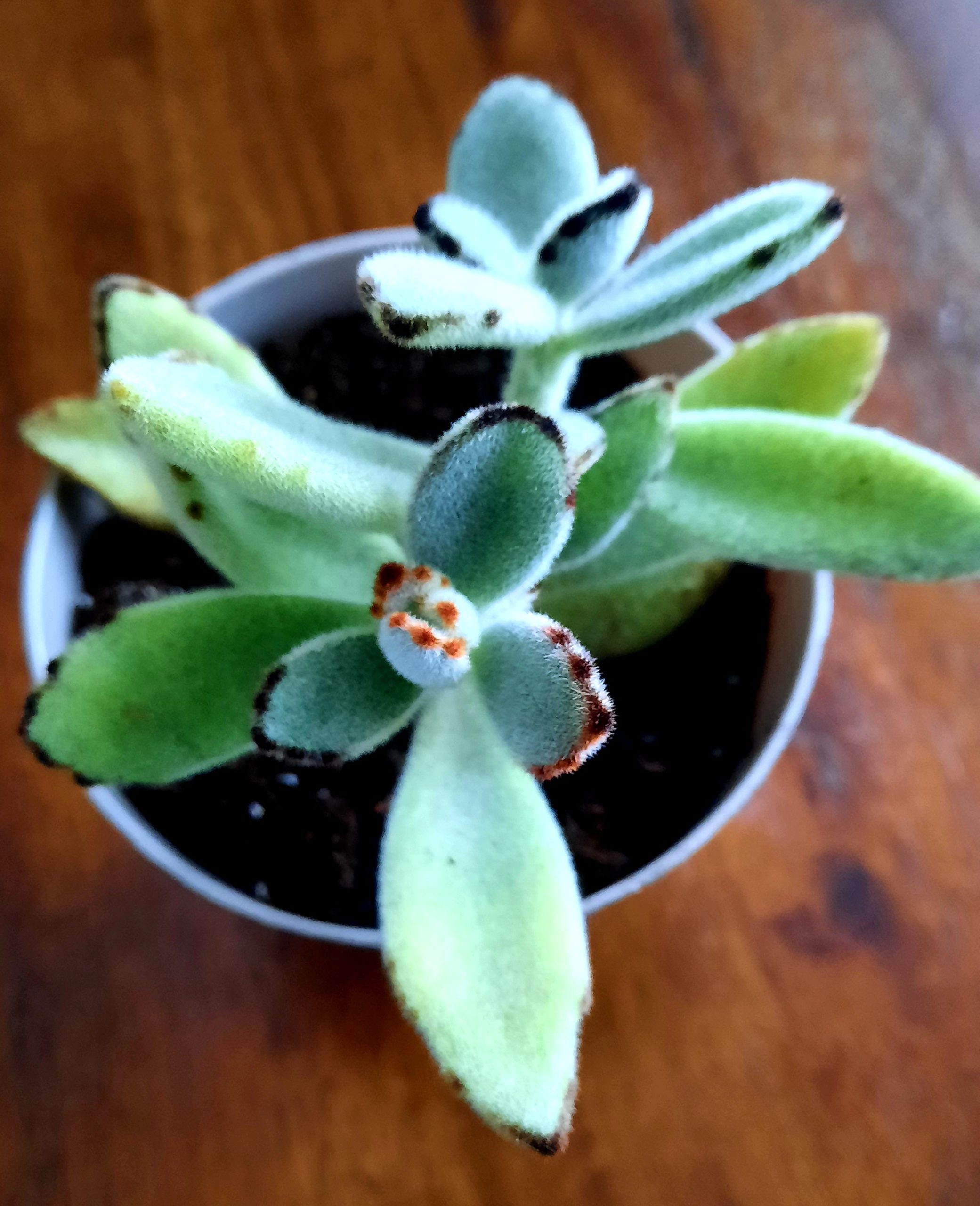 Plante Panda (Kalanchoe tomentosa) – Image 2