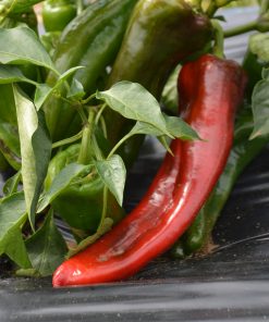 Poivron Marconi Rouge F1