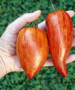 Tomate Roma mouchetée