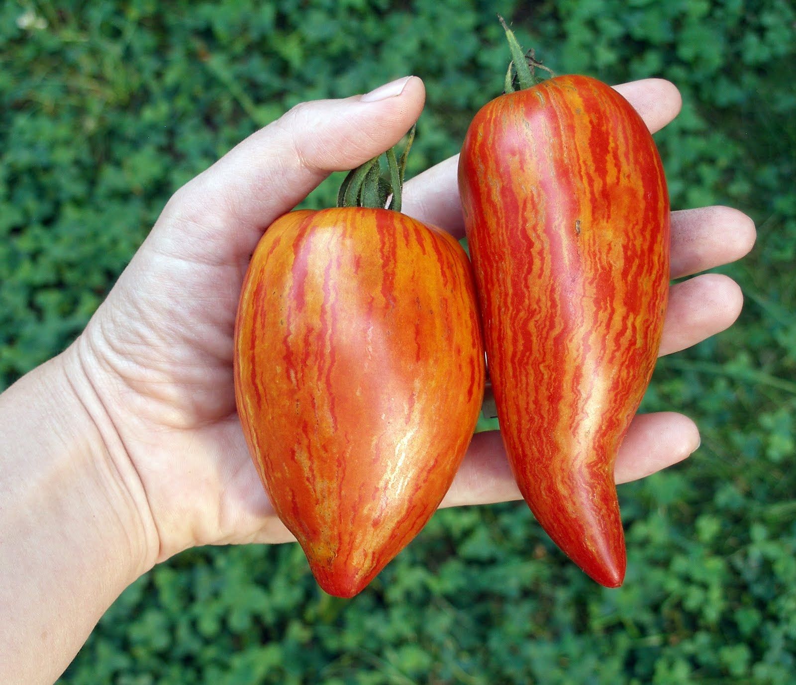 Tomate Roma mouchetée