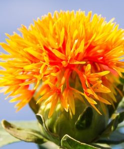 Safflower Faux Safran