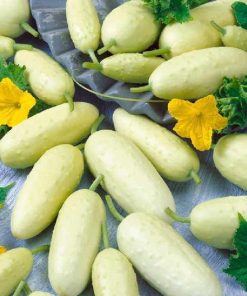 Concombre parisien Blanc