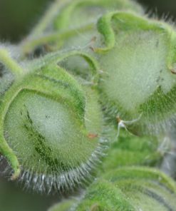 Solanum Habrochaites Tomate sauvage Péruvienne