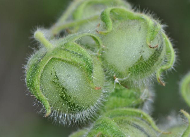 Solanum Habrochaites Tomate sauvage Péruvienne
