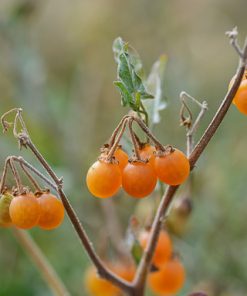 Solanum villosum Tomate sauvage Australienne