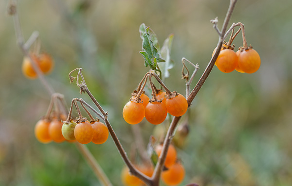 Solanum villosum Tomate sauvage Australienne