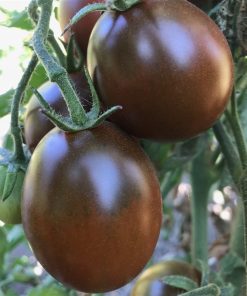 Tomate Nordique Prince Noir