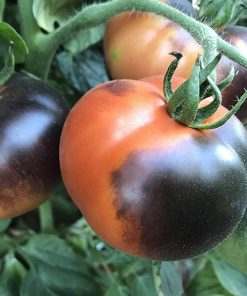 Tomate Indigo Apple
