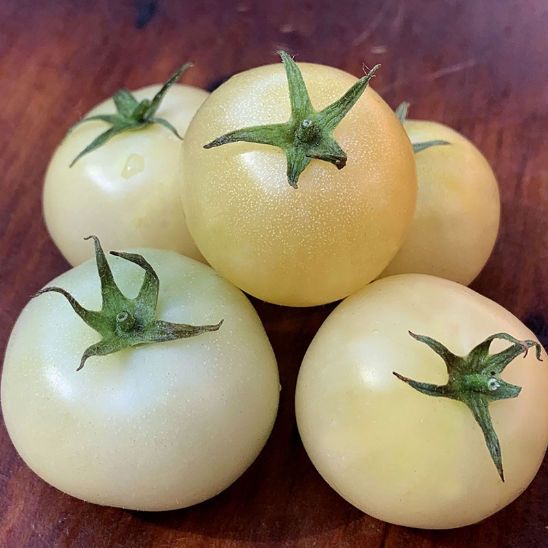 Tomate Pearles Blanches