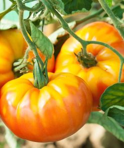 Tomate Ancestrale Ananas