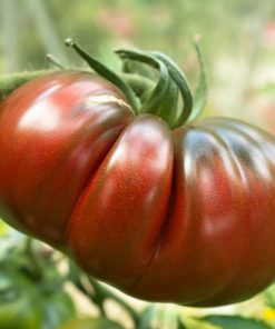 Tomate Ancestrale Black Russian