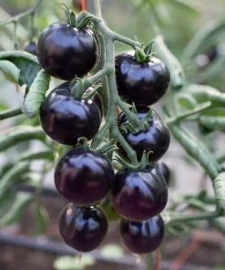 Tomate Black Indigo