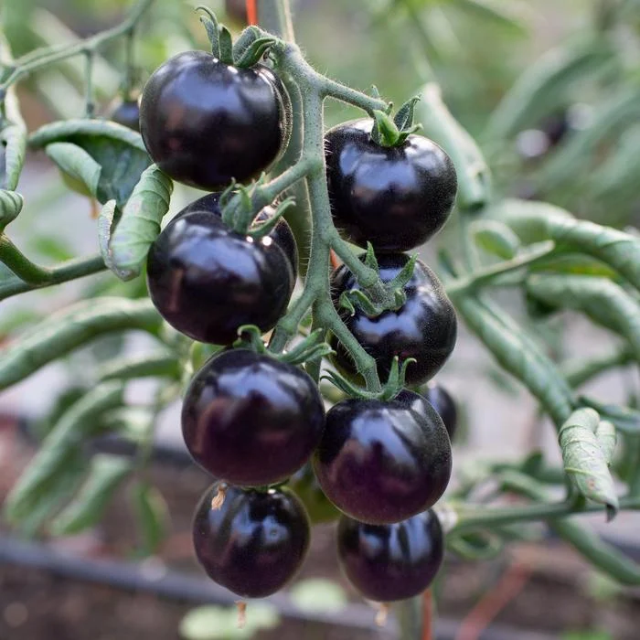 Tomate Black Indigo