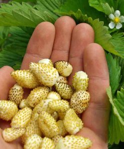 Fraise Alpine Étoile Jaune
