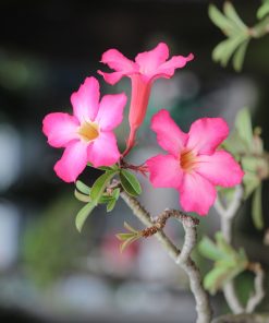 Adenium rabicum à fleur Rose