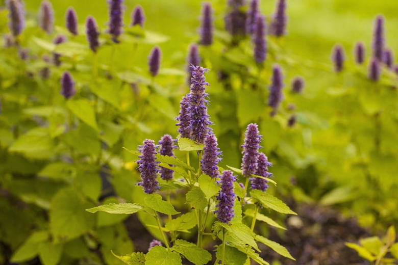 Menthe-Anis Dorée – Image 2