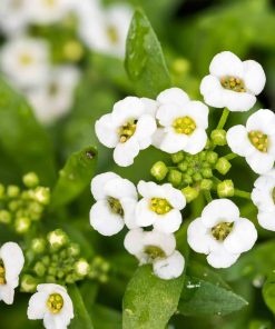 Alysse Tapis de Neige