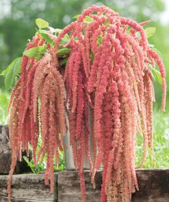 Amaranthus Fontaine de Corail